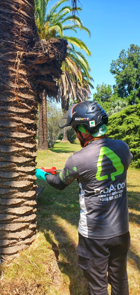 Pro Arbol realizando tratamientos contra picudo rojo