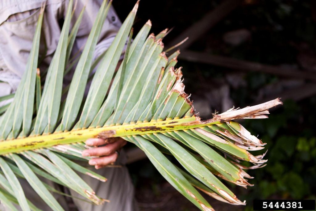 hoja dañada por larvas de picudo rojo