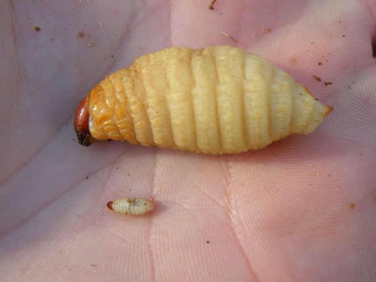 Información sobre Picudo Rojo - Rhynchophorus ferrugineus.