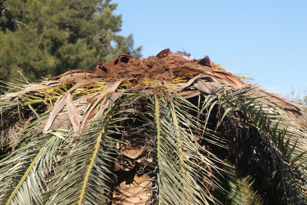 Palmera afectada por picudo rojo