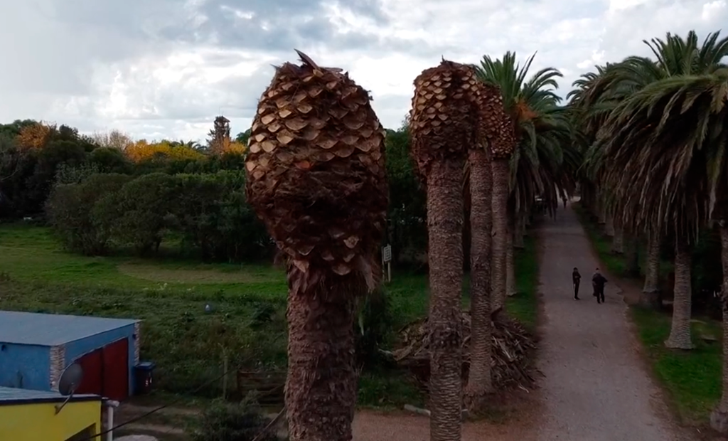 Daños provocados por picudo rojo en palmeras phoenix canariensis